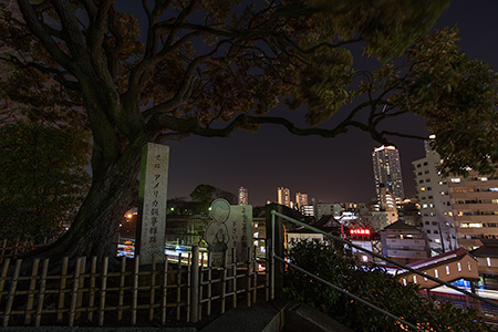 本覚寺の夜景