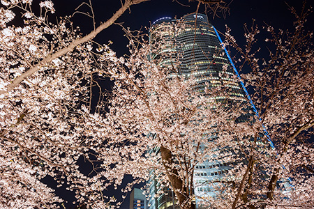 毛利庭園の夜景