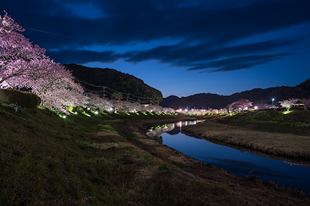 みなみの桜と菜の花まつりの夜景